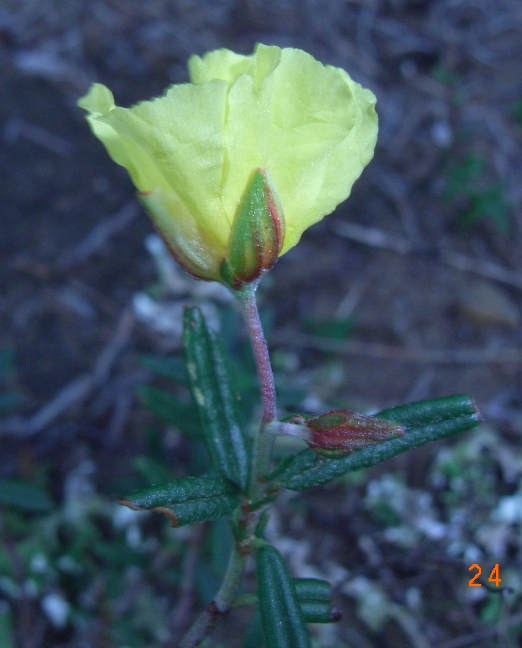 Helianthemum jonium